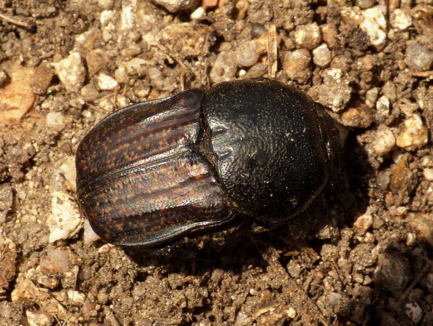 Scarabeo gallurese - Cheironitis irroratus